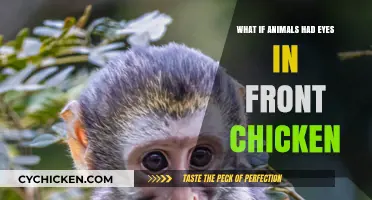 What If Animals Had Forward-Facing Eyes Like Chickens?