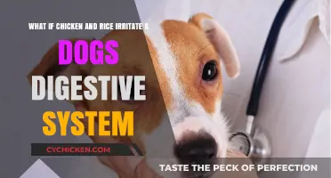 Chicken and Rice: A Dog's Digestive Disaster?