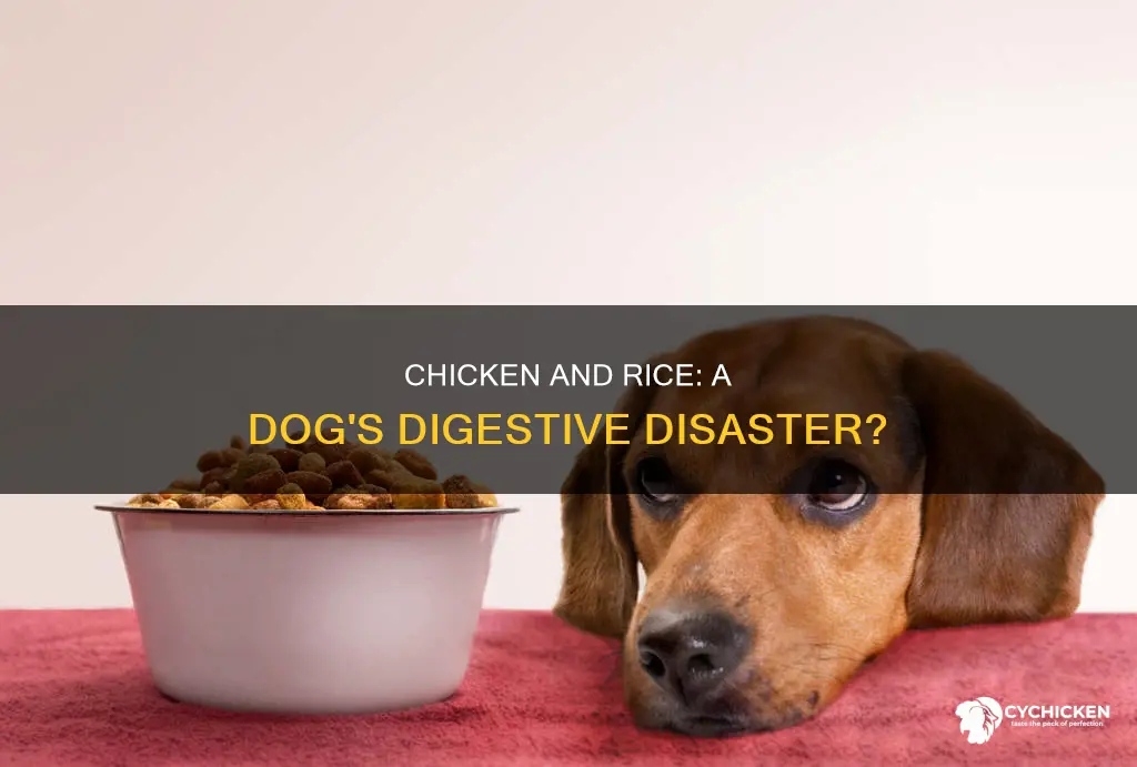 what if chicken and rice irritate a dogs digestive system