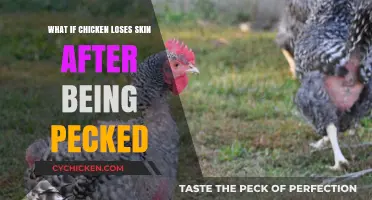 Pecked Chicken Skin Loss: Causes, Healing, and Prevention Tips