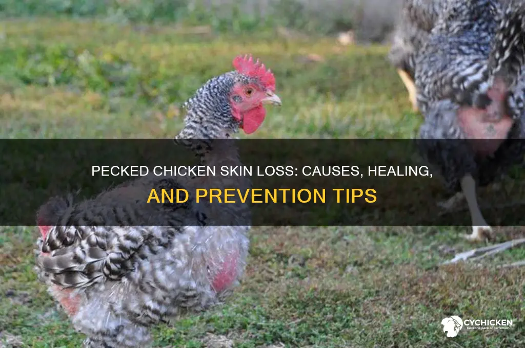 what if chicken loses skin after being pecked