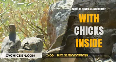 Doves Deserting Nests: Why Chicks Are Left Behind and What to Do