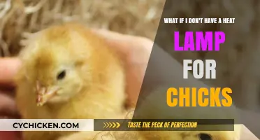 Heat Lamps: Are They Essential for Raising Chicks?
