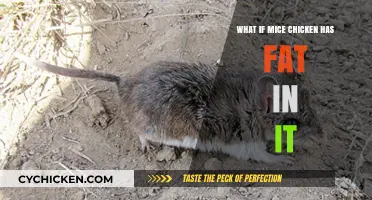 What If Mice Chicken Contains Fat? Unraveling the Mystery