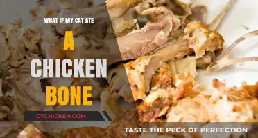 Cat Ate Chicken Bone? Risks, Symptoms, and Immediate Steps to Take