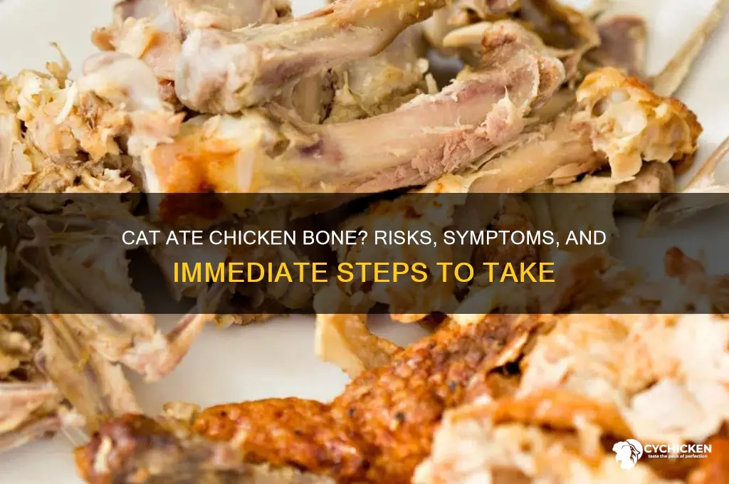 what if my cat ate a chicken bone