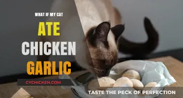 Cat Ate Chicken with Garlic? Risks, Symptoms, and Quick Actions