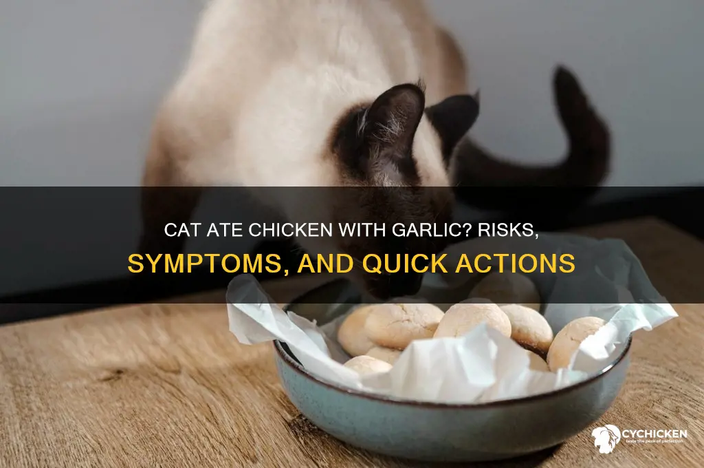 what if my cat ate chicken garlic