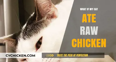 Cat Ate Raw Chicken? Risks, Symptoms, and What to Do Next
