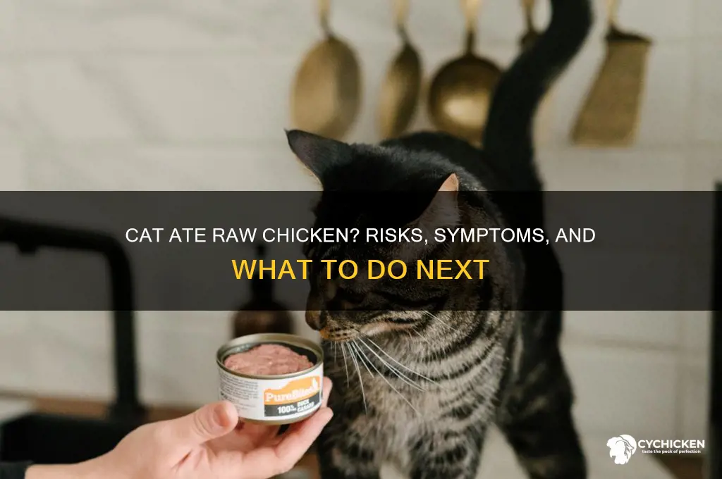 what if my cat ate raw chicken
