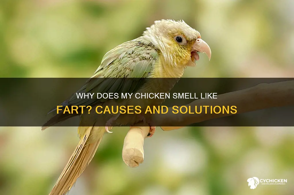 what if my chicken smells like fart