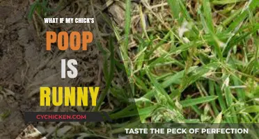 Runny Chick Poop: Causes, Concerns, and Effective Solutions for Healthy Chicks