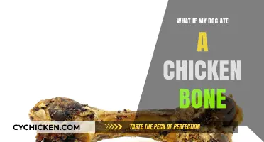 Dog Ate Chicken Bone? Risks, Symptoms, and Immediate Actions to Take
