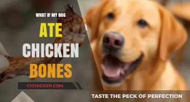 Dog Ate Chicken Bones? Risks, Symptoms, and Immediate Steps to Take