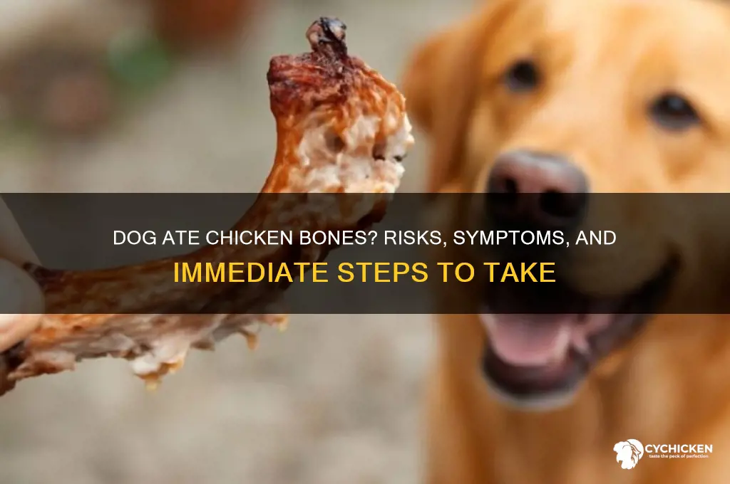 what if my dog ate chicken bones