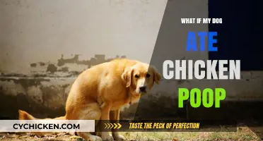 Dog Ate Chicken Poop? Risks, Symptoms, and What to Do Next