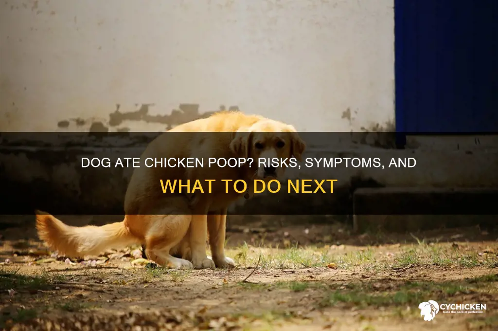 what if my dog ate chicken poop
