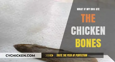 Dog Ate Chicken Bones? Immediate Steps and What to Expect