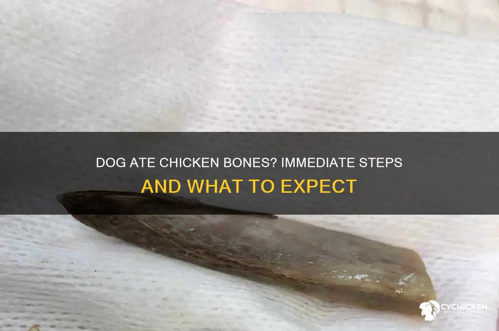 what if my dog ate the chicken bones