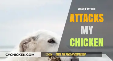 Preventing Dog-Chicken Conflicts: Strategies to Protect Your Flock Safely