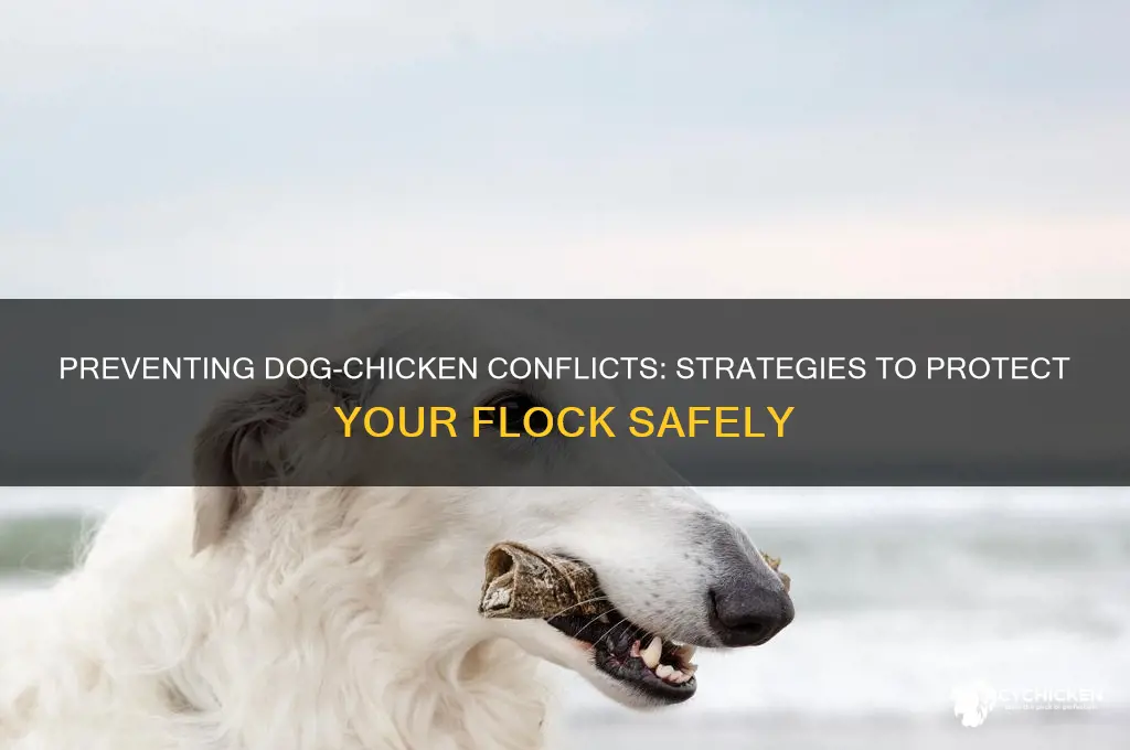 what if my dog attacks my chicken
