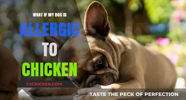 Is Your Dog Allergic to Chicken? Signs, Solutions, and Alternatives