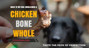 Potential Peril: When Your Dog Swallows a Chicken Bone Whole