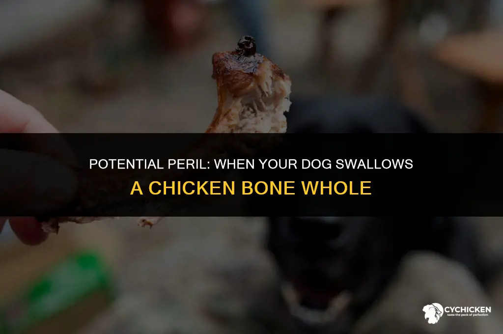 what if my dog swallowed a chicken bone whole