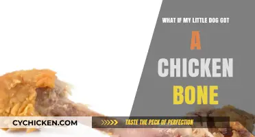 Little Dog, Big Problem: Chicken Bone Scare