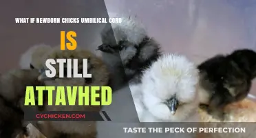 Umbilical Cord Care: Newborn Chicks' Vital First Steps