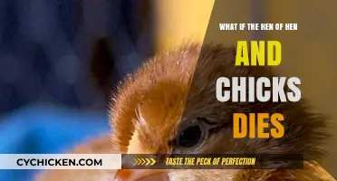 Sudden Death of Hens: What Happens to Chicks?