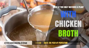 Nourishing Growth: The Surprising Effects of Chicken Broth on Plants