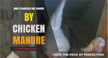 Health Risks of Chicken Manure: Diseases and Prevention Tips