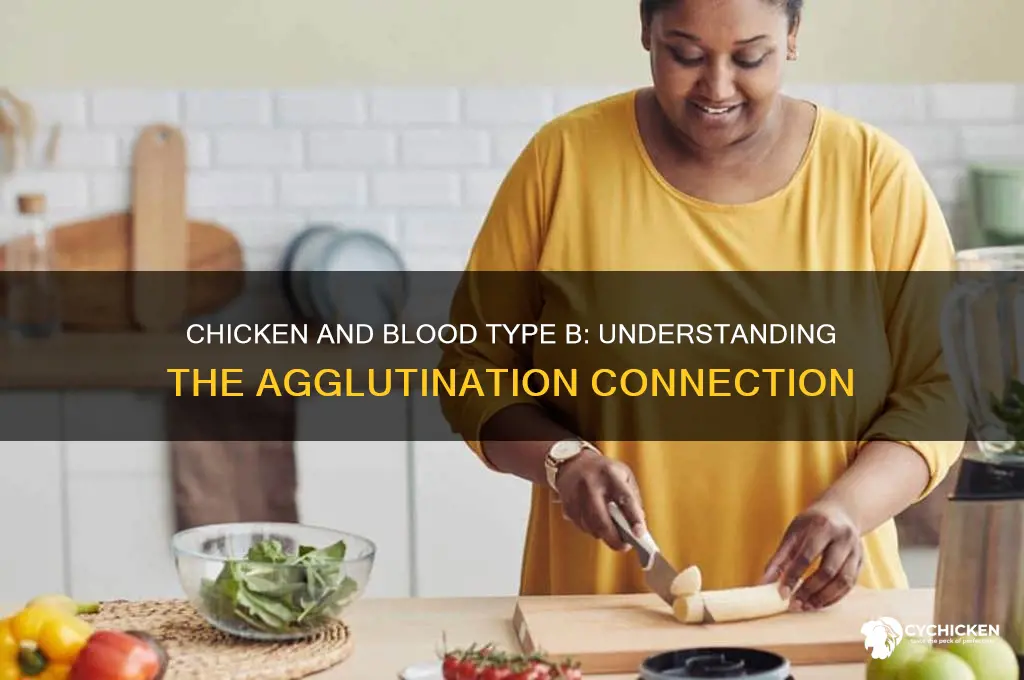 what in chicken agglutinate blood type b