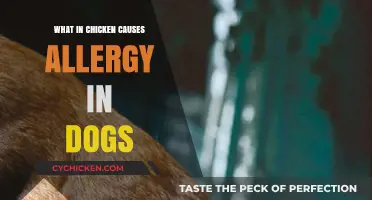 Understanding Chicken Allergies in Dogs: Causes and Prevention Tips