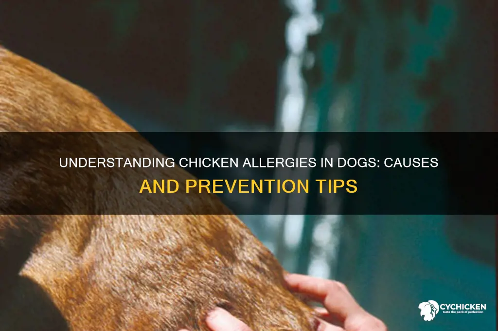 what in chicken causes allergy in dogs