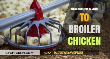 Essential Injections for Broiler Chickens: Types, Benefits, and Best Practices