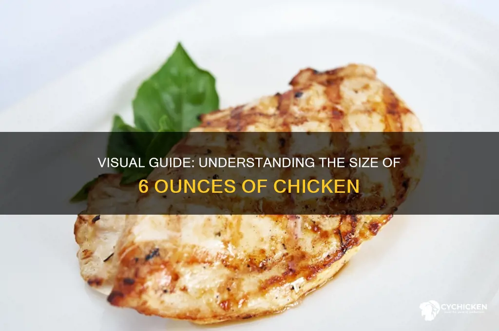 what is 6 oz of chicken look like