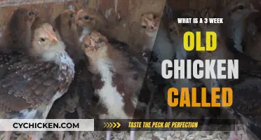 Understanding Young Poultry: What’s a 3-Week-Old Chicken Called?