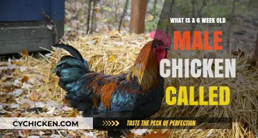 Male Chickens: Six-Week-Olds Are Called Cockerels