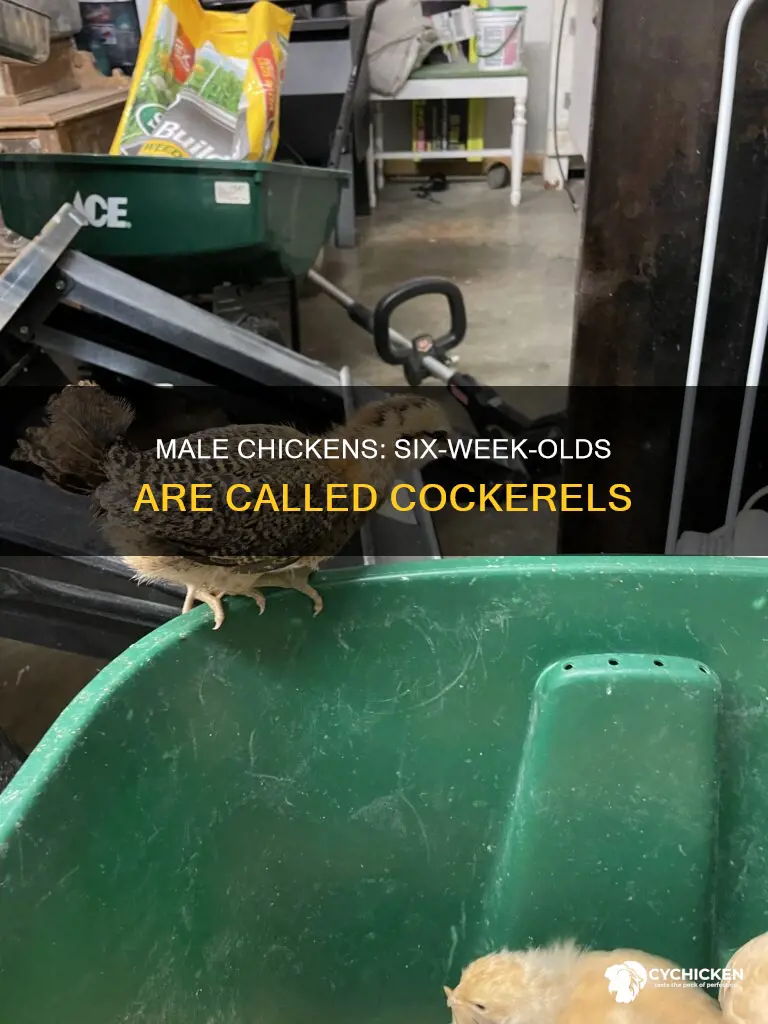 what is a 6 week old male chicken called