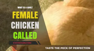 Understanding Poultry: What is an Adult Female Chicken Called?