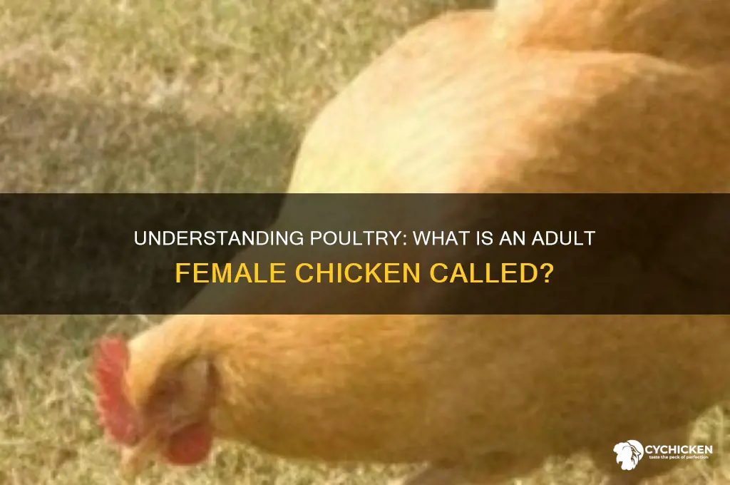 what is a adult female chicken called