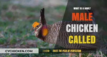 What’s a Grown Rooster? Understanding the Adult Male Chicken