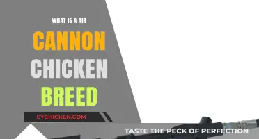 Discover the Unique Air Cannon Chicken Breed: Traits and Care Tips