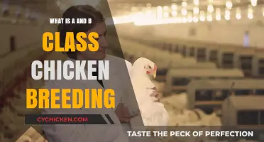 Understanding A and B Class Chicken Breeding: A Comprehensive Guide