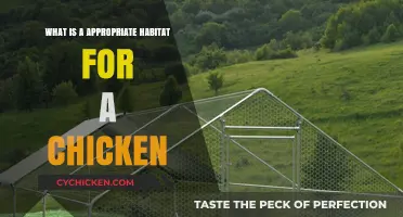 Creating the Perfect Chicken Habitat: Essential Tips for Happy, Healthy Hens