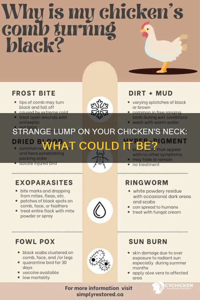 what is a big lump on a chicken
