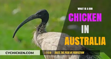 Unveiling Australia's Iconic Bin Chicken: The Ibis Phenomenon Explained