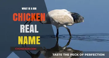 Unveiling the Bin Chicken's True Identity: The Australian White Ibis